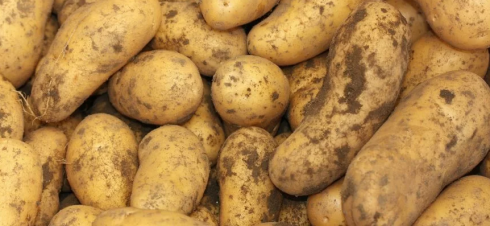В Караганде картофель подешевел сразу на 30%