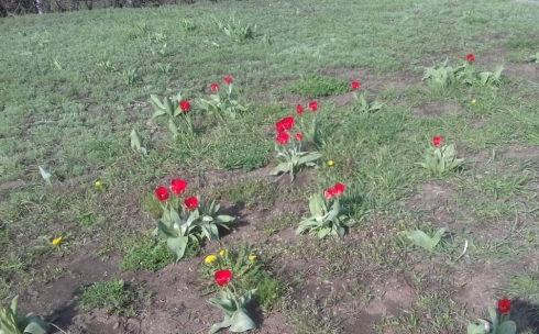 В Караганде зацвели тюльпаны