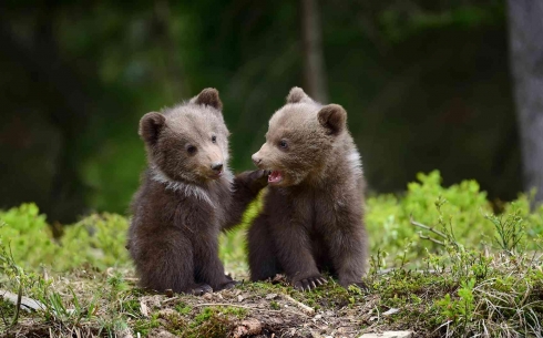 В Карагандинском зоопарке родились медвежата