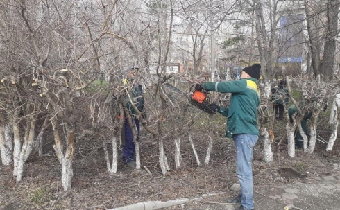 В Караганде началась санитарная обрезка деревьев