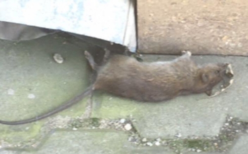 В центре Караганды очевидцы сфотографировали дохлую крысу