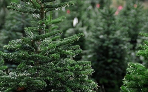 Не убивайте дерево: надзор за молодыми елками усилили в Карагандинской области