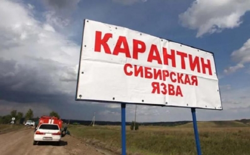 Из-за сибирской язвы в КХ «Женис» Карагандинской области введут карантин