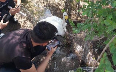 В карагандинском зоопарке рассказали о состоянии спасенного лебедя