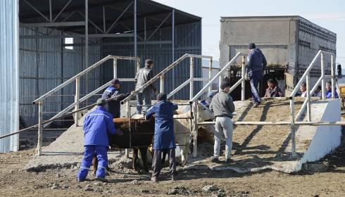 Карагандинские фермеры вышли на рынок Узбекистана