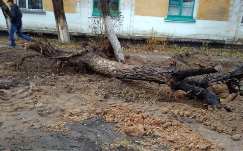 Жители Абая жалуются на варварское уничтожение деревьев при прокладке новых труб