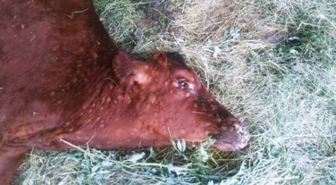 Из-за опасного вируса гибнут коровы в Карагандинской области