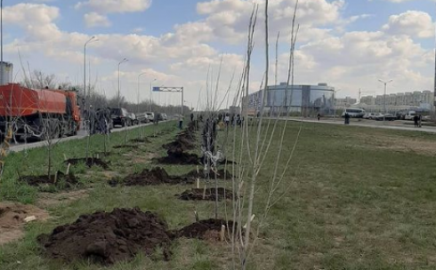 Порядка 1700 молодых деревьев посадили в Караганде