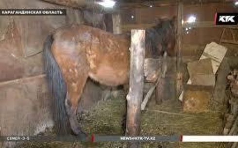 В селе Карагандинской области начали уничтожать лошадей