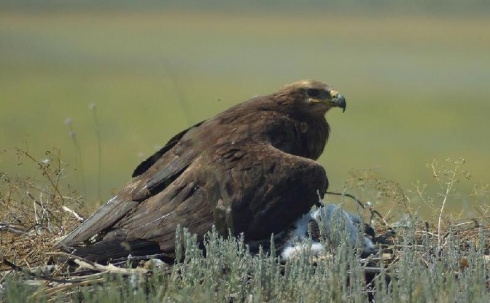 Популяция степного орла в Казахстане восстанавливается