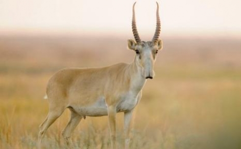 Браконьеры Карагандинской области уничтожают животных редких и исчезающих видов