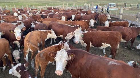 В Карагандинской области продолжается работа по увеличению племенного поголовья крупного рогатого скота