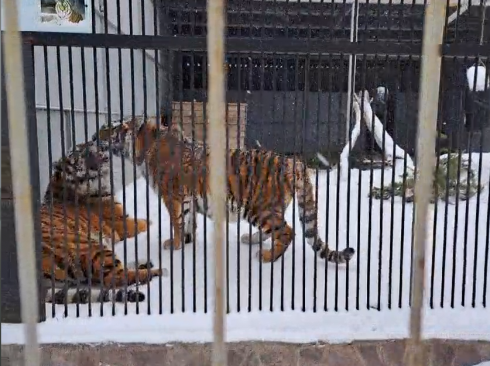 Амурские тигры поздравили карагандинцев с Днем влюбленных