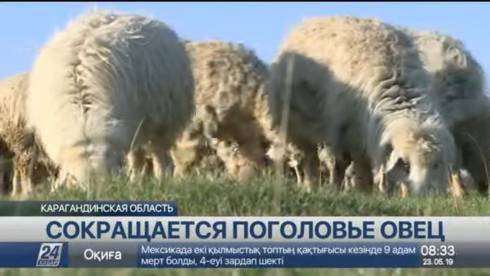 Поголовье овец сокращается в Карагандинской области