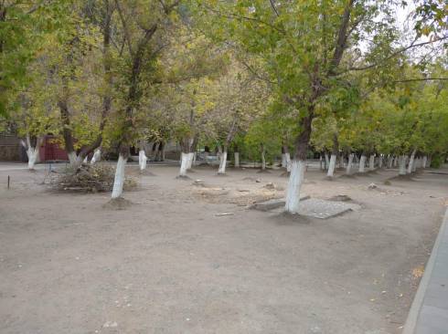 За что погибают карагандинские  деревья?