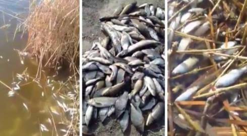 Массовая гибель рыбы в реке Сарысу: полиция ведет расследование