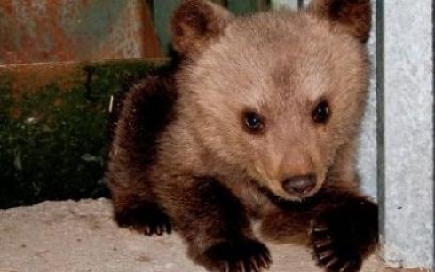 Сотрудников зоопарка, скормивших медвежонка ягуарам на глазах у детей, не накажут