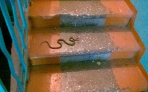 В карагандинский подъезд заползла  змея, внешне напоминающая гадюку