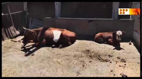 3 миллиона тенге собрали спонсоры для жителей карагандинской областями, чей скот погиб от пастереллеза