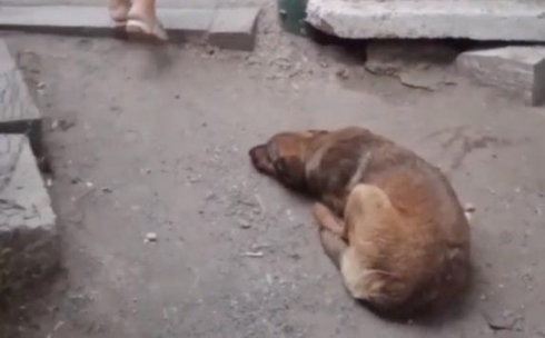 Карагандинские волонтеры забрали в приют бездомную собаку с улицы Дюсембекова