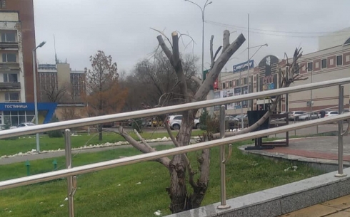 В Караганде вандалы спилили дерево на площади перед цирком