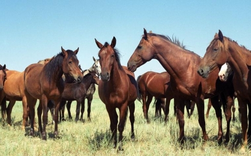 Полицейские Карагандинской области вернули владельцам украденных лошадей