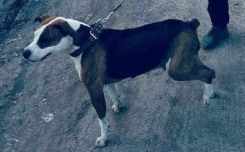 В парке Пришахтинска нашли повешенную собаку. Животное удалось спасти