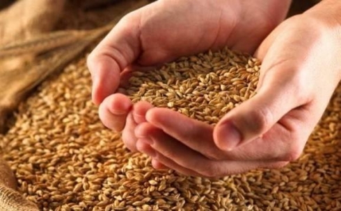 Карагандинские аграрии получат субсидии на покупку элитных семян