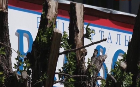 В Темиртау приступили к кронированию деревьев