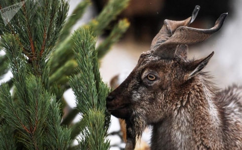 После новогодних праздников карагандинцы отвезли в зоопарк более 100 елей и сосен