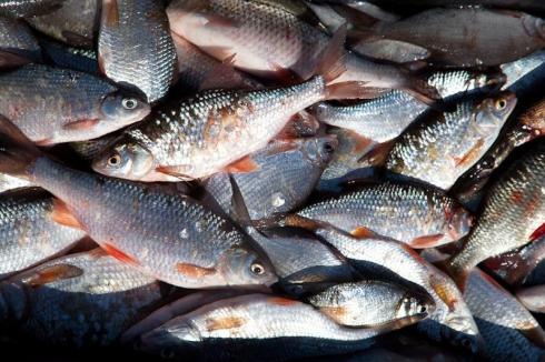 Свыше восьми тонн рыбы и рыбной продукции изъято у браконьеров на озере Балхаш