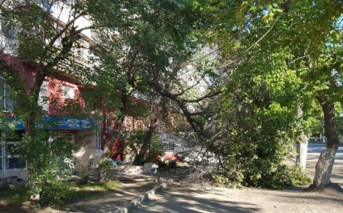 В Караганде упало дерево 