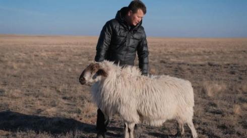 Карагандинский фермер выращивает стокилограммовых овец