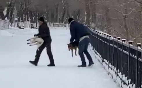 Карагандинку напугал отстрел собак в Центральном парке