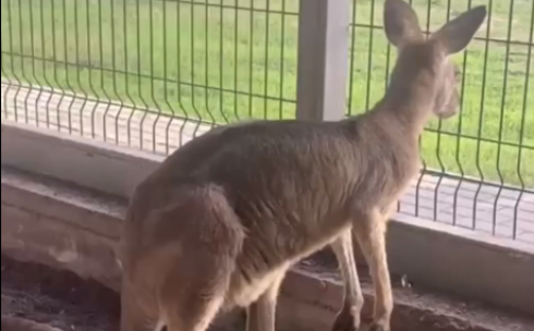 Коллекция карагандинского зоопарка пополнилась парой экзотических кенгуру