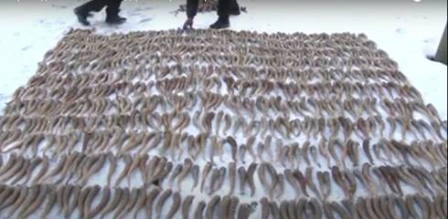 Рекордное количество сайгачьих рогов изъяли полицейские в Карагандинской области