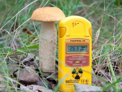 Чернобыльские грибы помогут астронавтам NASA во время полетов
