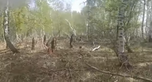 В районе поселка Керней Бухаржырауского района неизвестные вырубили лес