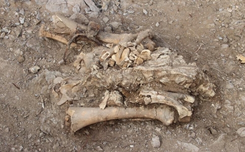 Всадники в тяжелой броне: карагандинские археологи рассказали о новой находке