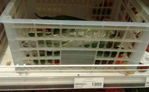 В Караганде головокружительно взлетели цены на тепличные огурцы и помидоры