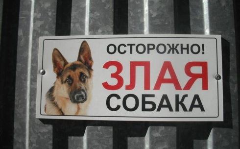 «Мы пытались подружиться»: в Темиртау мать школьницы, которую покусала собака, требует ликвидировать животное