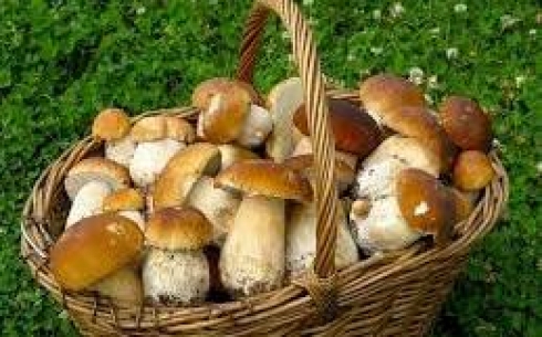 Большинство карагандинцев не любят собирать грибы в черте города