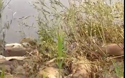 На реке Куланотпес, близ поселка Кайнар Нуринского района, обнаружили около сотни мертвых сайгаков