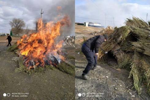 Более 3 тонн конопли уничтожили карагандинские полицейские