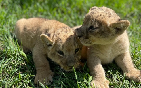 В карагандинском зоопарке озвучили имена маленьких львят