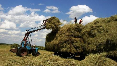 Субсидии на удешевление стоимости кормов получат фермеры Карагандинской области