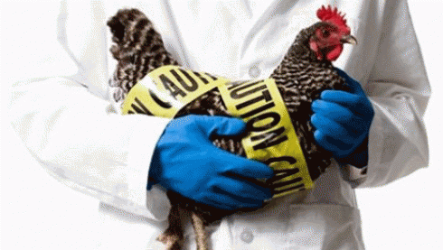 В Минсельхозе ответили на вопрос об угрозе распространения птичьего гриппа