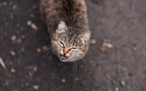 Голодный карагандинский кот