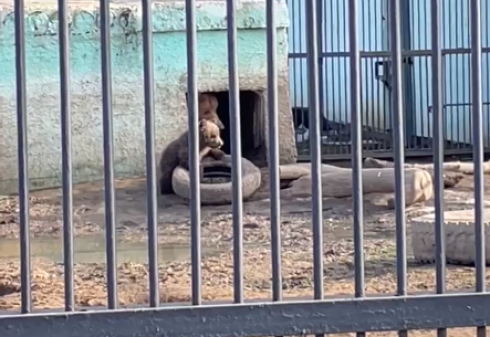 В карагандинском зоопарке родился медвежонок