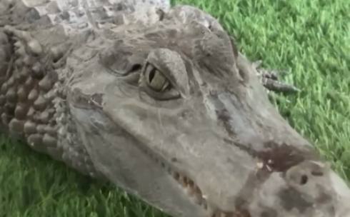 В карагандинском зоопарке крокодил переехал в новый террариум